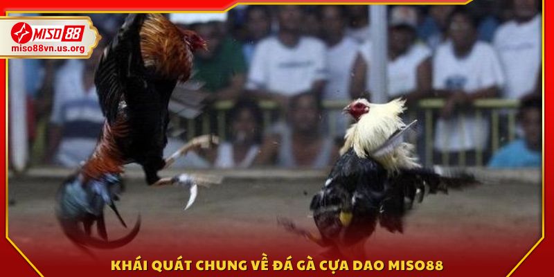 Giới thiệu chung về đá gà cựa dao Miso88