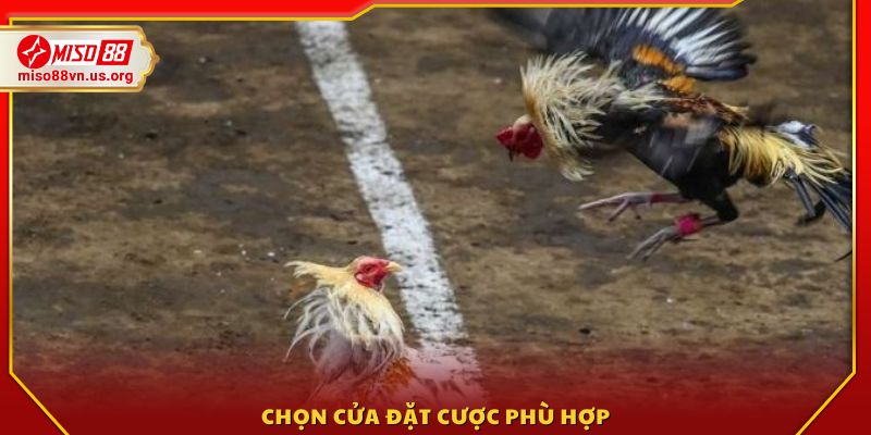 Lựa chọn chiến kê và cửa cược phù hợp 